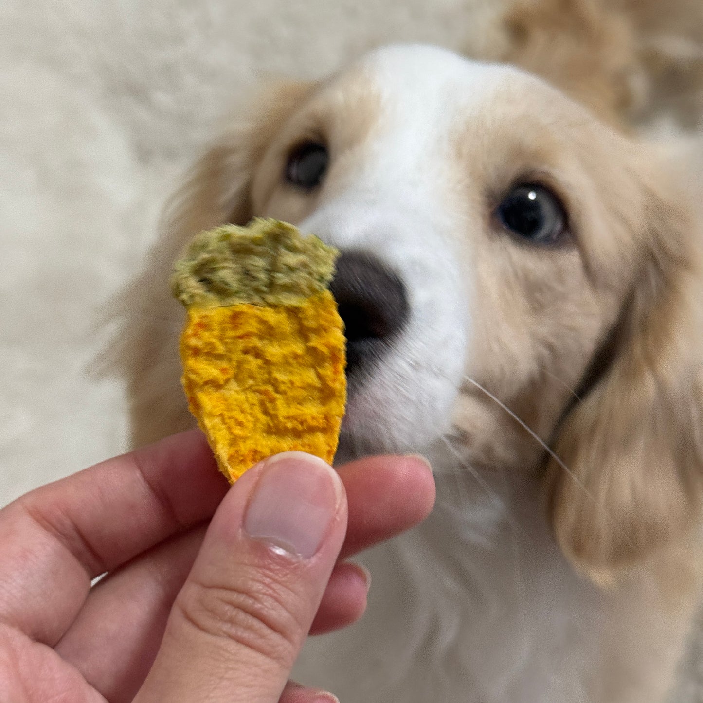 Carrot Bites | Healthy Dog Chews | High Value Treats