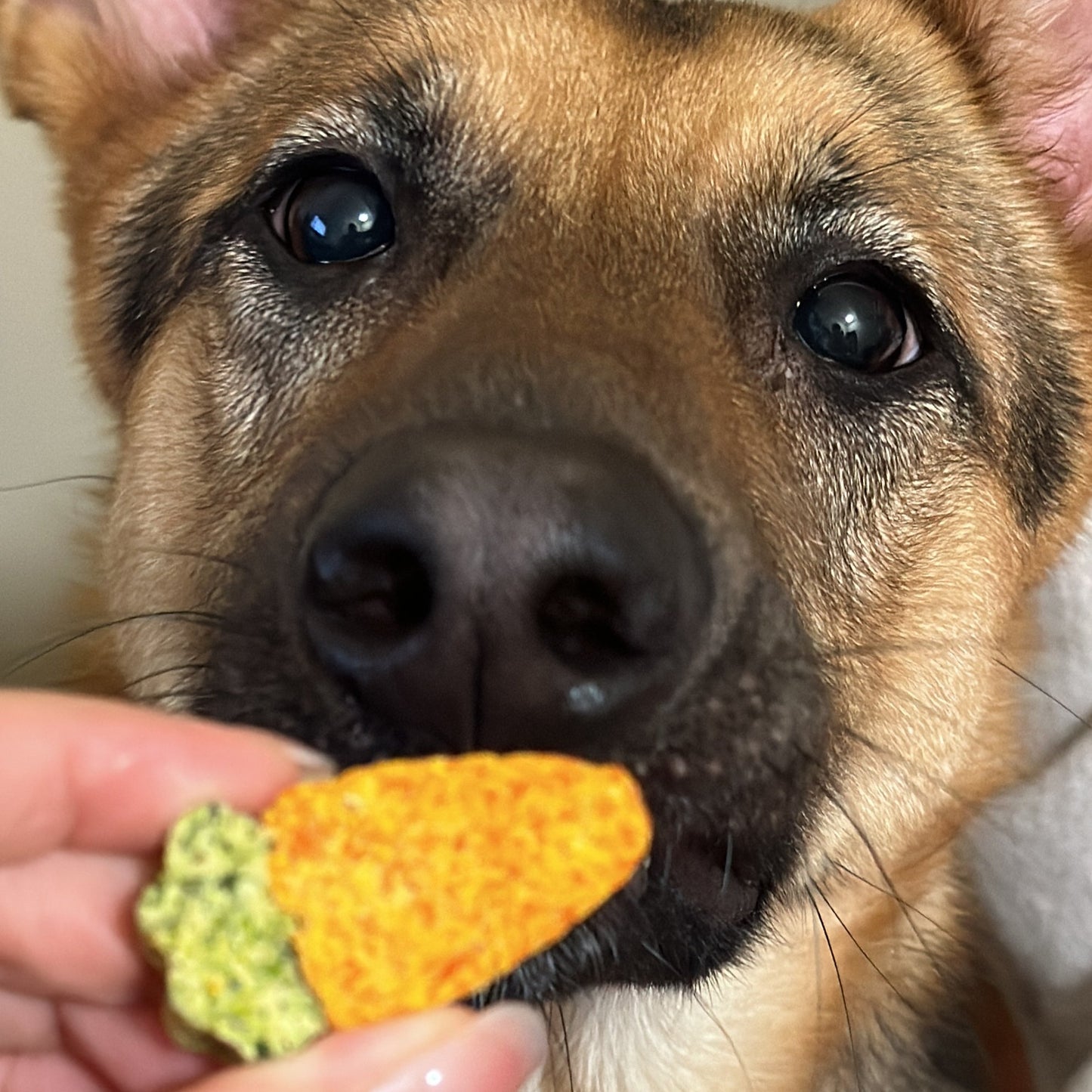 Carrot Bites | Healthy Dog Chews | High Value Treats