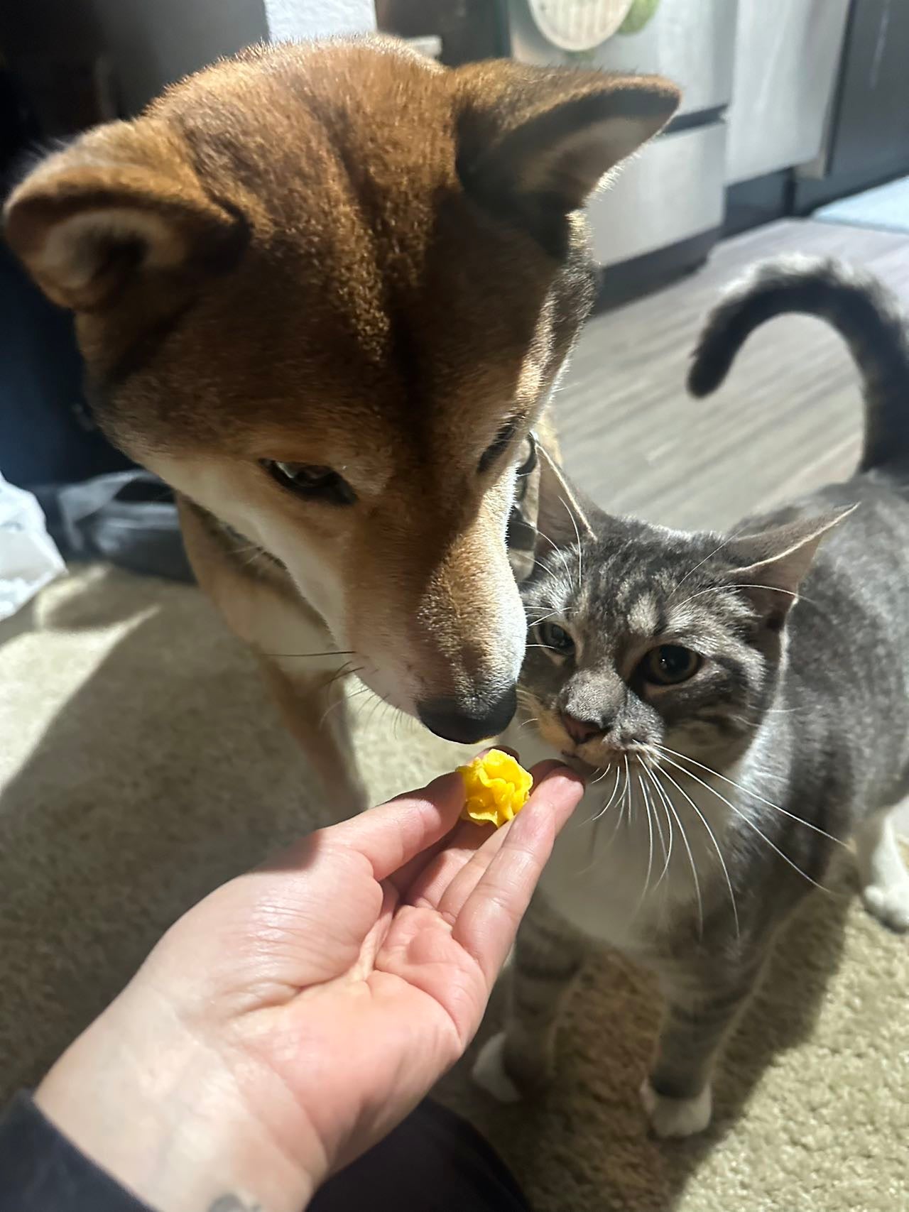 Golden Flower Pastry, 100% Egg Yolk and Goat Milk powder