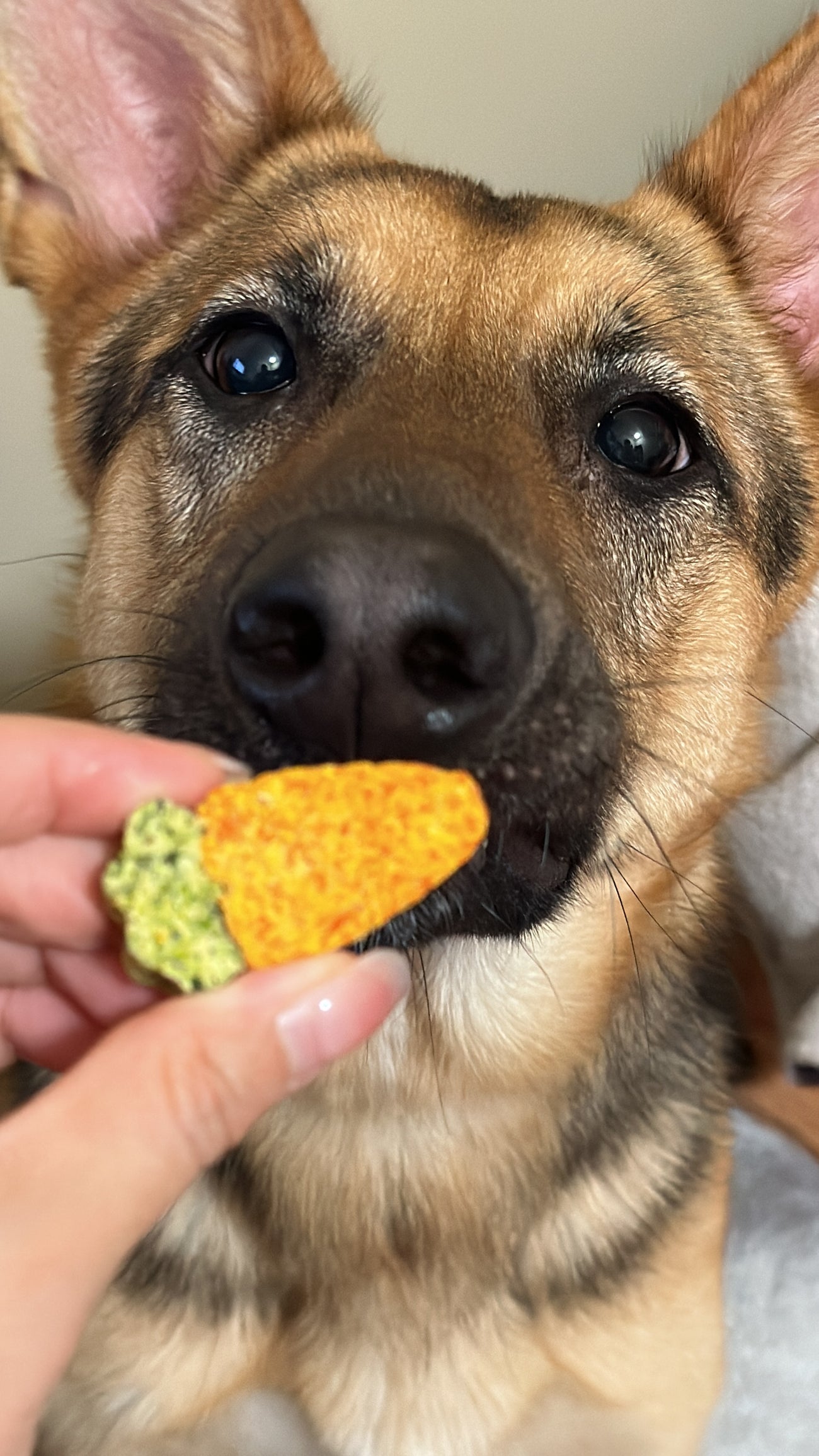 For Dogs