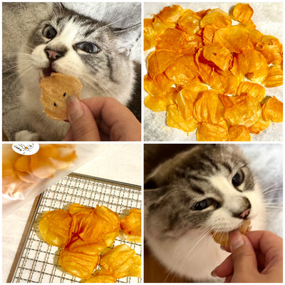 For Cats