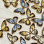 Butterflies Pet Cookies | Handmade all natural Pet Cookies