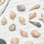 Sea Shell Pet Treat | Chicken Meat | Dogs and Cats friendly
