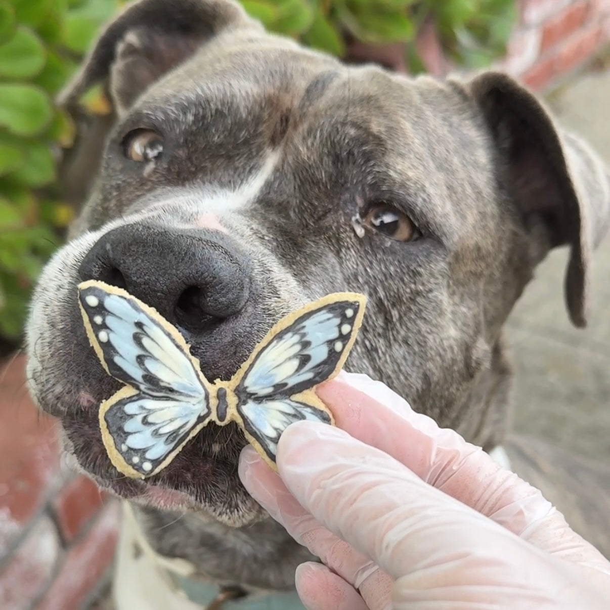 Butterflies Pet Cookies | Handmade all natural Pet Cookies