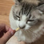 Sea Shell Pet Treat | Chicken Meat | Dogs and Cats friendly